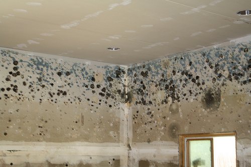 Water Seepage and Mold